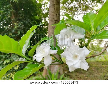 Close up picture of Cape Jasmine in the garden