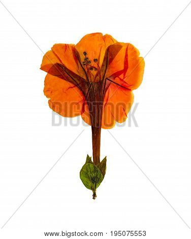 Pressed and dried delicate orange flowers mirabilis jalapa. Isolated on white background. For use in scrapbooking pressed floristry (oshibana) or herbarium.