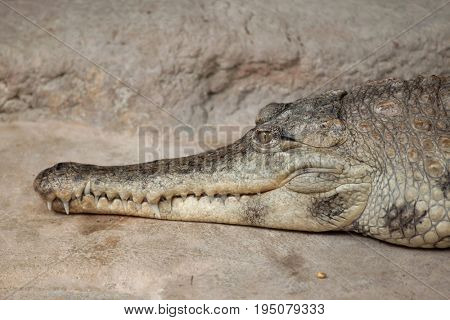 Slender-snouted crocodile (Mecistops cataphractus). Wildlife animal. 