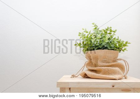 green tree plant in pot or bag sack small decorative on wooden desk and white wall background selective focus copy space