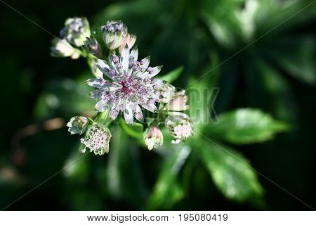 Astrantia inflorescence. The top view. One of buds is opened. Green leaves with an indistinct contour are against a dark background visible.