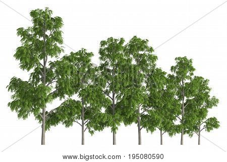 3D illustration trees row isolated on white, can be used for matte painting.