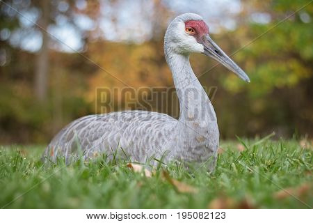 A sandhill craine relaxing in the grass in autumn