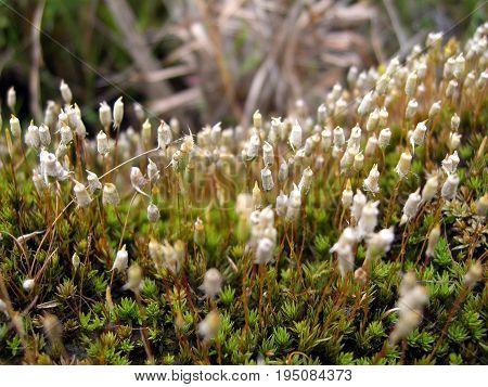 Sporogonia sphagnum moss on thin stems, macro photo