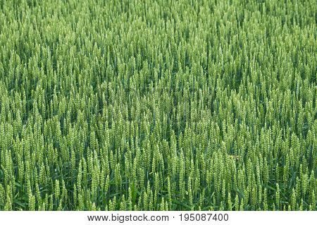 Spikelets of raw bread corn in the field. Background texture image of green wheat plants