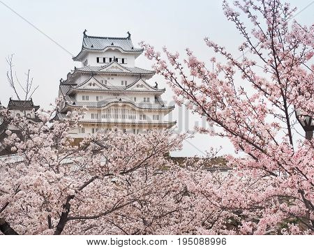 Himeji Castle during the Sakura bloom season, Japan