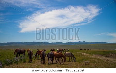 Horses in the daytime on a pasture under a beautiful sky Russia