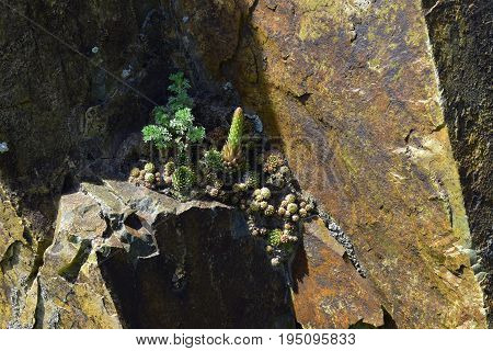 Orostachys spinosa and sagebrush grows on rocks of Altai mountains. Altay Republic Siberia Russia.