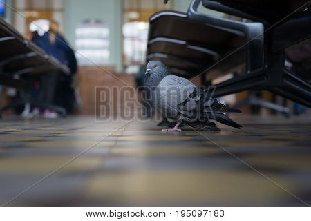 A Pigeon At A Train Station In Saint Petersburg.