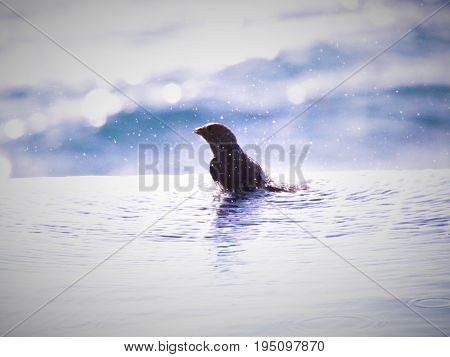 Bird washing in a Swimming Pool, St Kitts