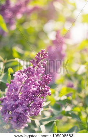 Spring Branch Of Blossoming Lilac