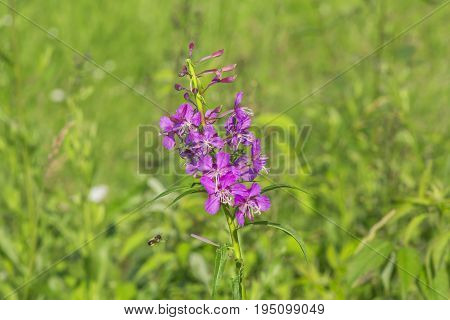 Close up of an Epilobium flower and a bee flying towards it against a background of green grass. Onagraceae. Chamerion.