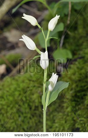 White Helleborine