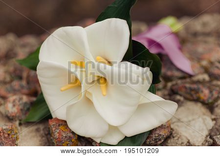 The Bride's Bouquet