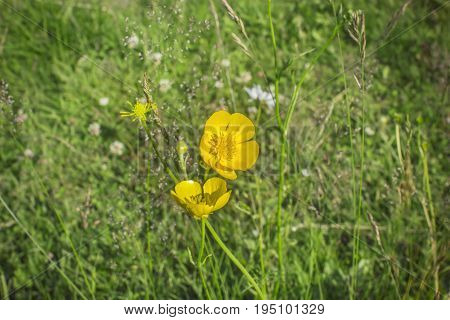 Close-up yellow flower of Ranunculus acris on the background of green grass