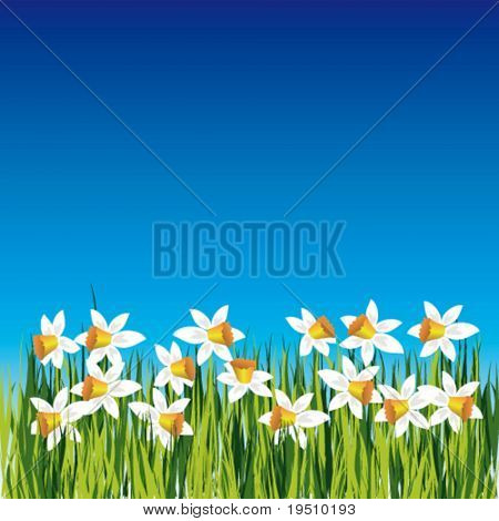 Weiland met narcissen