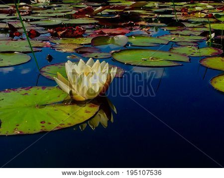the lotus flower is the meaning of peace