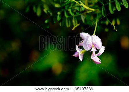 Darling Pea vine plant with pale pink flowers
