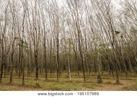 Rubber tree hevea brasiliensis plant produce latex in shady plantation