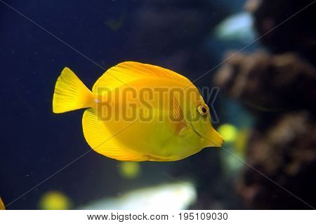 Zebrasoma flavescens yellow surgeonfish. Bright yellow coral reef fish in salt water