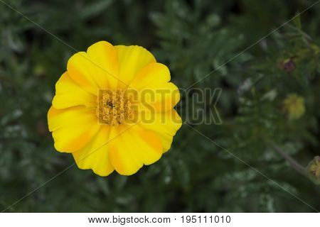 Single Yellow And Orange Marigold Flower