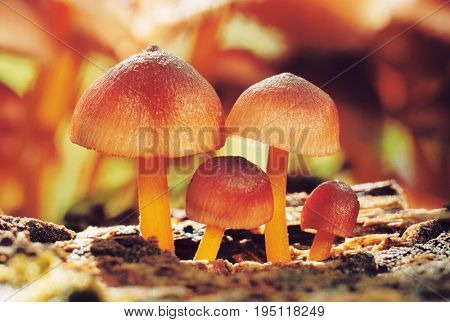 Wild Mushrooms