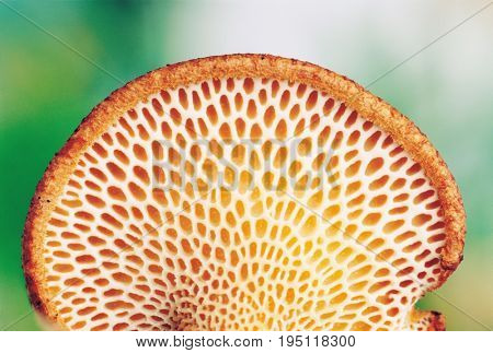 Wild Mushrooms