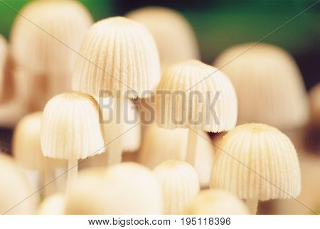 Nature Photography
