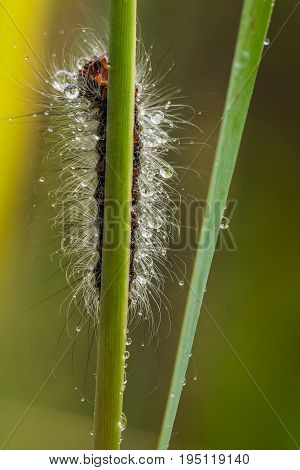 A beautiful fluffy caterpillar on a grass with water droplets. Macro shot.