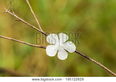 Beautiful white flower petals fallen on leaves in forest after the rain. Decorative look. Shallow depth of field closeup macro photo.