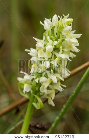A beautiful rare white wild orchid blossoming in the summer marsh. Closeup macro photo shallow depth of field.