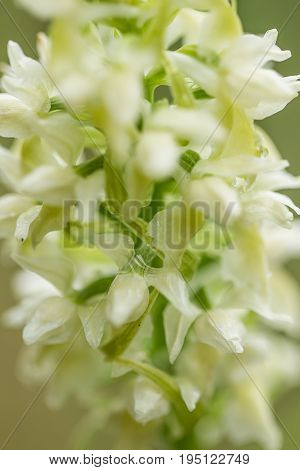 A beautiful rare white wild orchid blossoming in the summer marsh. Closeup macro photo shallow depth of field.