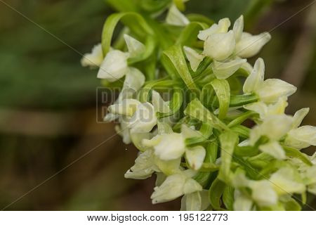 A beautiful rare white wild orchid blossoming in the summer marsh. Closeup macro photo shallow depth of field.
