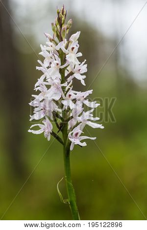 A beautiful rare white wild orchid blossoming in the summer marsh. Closeup macro photo shallow depth of field.