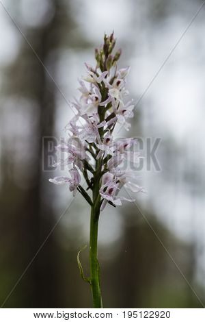 A beautiful rare white wild orchid blossoming in the summer marsh. Closeup macro photo shallow depth of field.