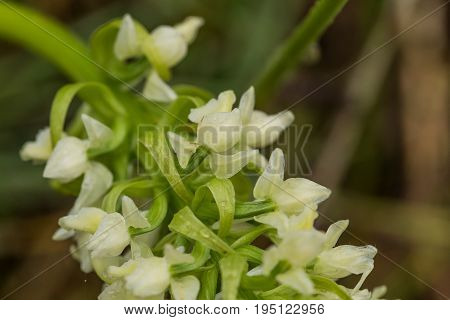 A beautiful rare white wild orchid blossoming in the summer marsh. Closeup macro photo shallow depth of field.