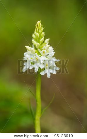 A beautiful rare white wild orchid blossoming in the summer marsh. Closeup macro photo shallow depth of field.