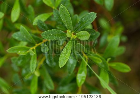 Beautiful fresh vibrant leaves of a bog myrtle after the rain. Shallow depth of field closeup macro photo.
