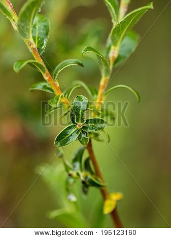 Beautiful fresh vibrant leaves of a bog myrtle after the rain. Shallow depth of field closeup macro photo.