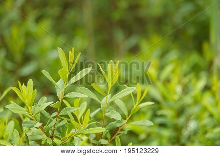 Beautiful fresh vibrant leaves of a bog myrtle after the rain. Shallow depth of field closeup macro photo.