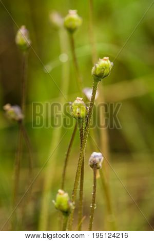 A beautiful vibrant details of a common butterwort flowers in marsh after the rain. Shallow depth of field macro closeup photo.