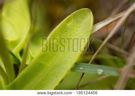 A beautiful vibrant details of a common butterwort flowers in marsh after the rain. Shallow depth of field macro closeup photo.