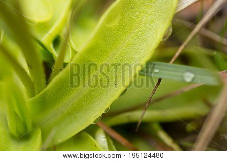 A beautiful vibrant details of a common butterwort flowers in marsh after the rain. Shallow depth of field macro closeup photo.