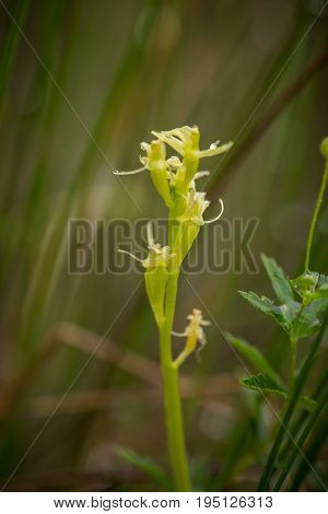 A beautiful rare fen orchid blossoming in the summer marsh. Closeup macro photo shallow depth of field.