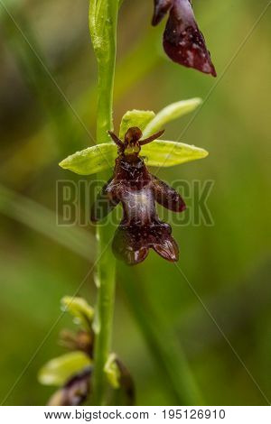 A beautiful rare wild orchid flowering in the marsh in summer after the rain. Closeup macro photo shallow depth of field.