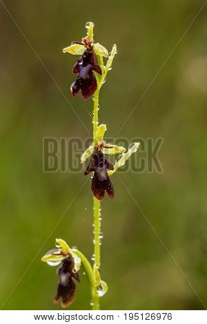 A beautiful rare wild orchid flowering in the marsh in summer after the rain. Closeup macro photo shallow depth of field.