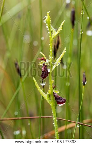 A beautiful rare wild orchid flowering in the marsh in summer after the rain. Closeup macro photo shallow depth of field.