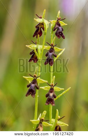 A beautiful rare wild orchid flowering in the marsh in summer after the rain. Closeup macro photo shallow depth of field.