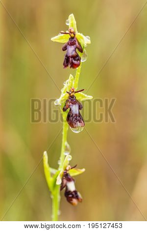 A beautiful rare wild orchid flowering in the marsh in summer after the rain. Closeup macro photo shallow depth of field.