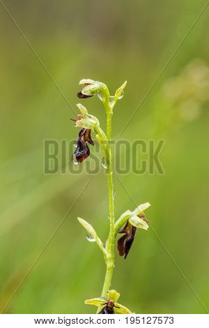 A beautiful rare wild orchid flowering in the marsh in summer after the rain. Closeup macro photo shallow depth of field.